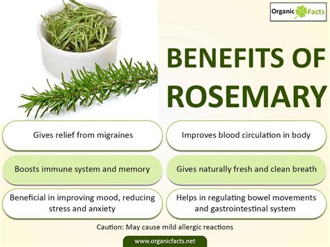 BENEFITS OF ROSEMARY HERB – Gwenyth Santagate