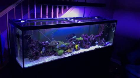 9 Guides To Setup And Maintain A Stunning Fish Tank: 125 Gallon ...