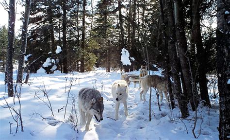 Wolves in Riding Mountain National Park (Manitoba, Canada) – The Wolf ...