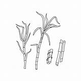 Sugar Cane Stems Are Outline On A White Isolated Background Vector  sketch template