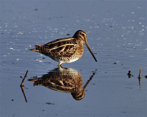 Bear Island Wildlife Management Area is a Birdwatcher's Paradise - South Carolina Lowcountry