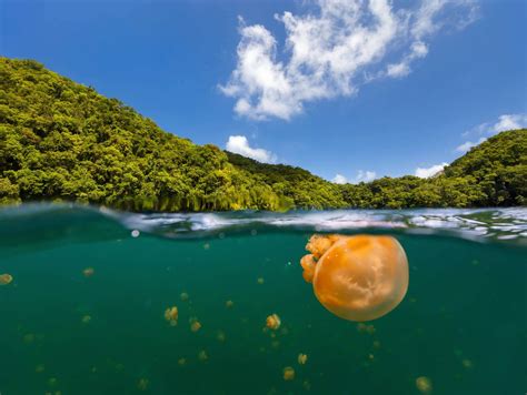 Misool Jellyfish Lake review ~ Raja Ampat, Indonesia | 2021 Edition