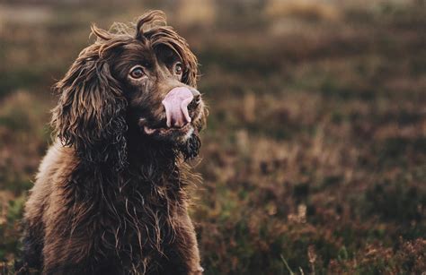 Is Grain-Free Dog Food Hypoallergenic? – Beco