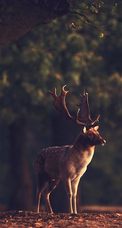 Professional photo with a deer in the forest - HD wallpaper Wallpaper Download 744x1392