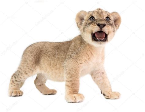 baby lion isolated on white background — Stock Photo © anankkml #105366622