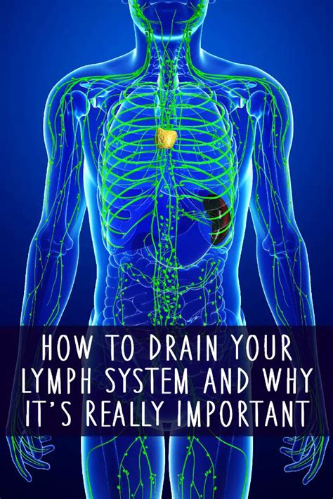 How to Drain Your Lymphatic System and Why It's Important