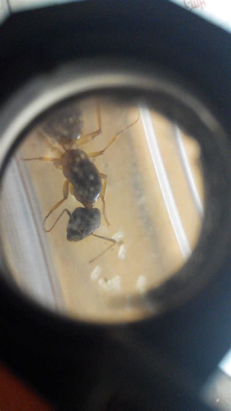 entomology - Can anyone ID this ant queen species? - Biology Stack Exchange