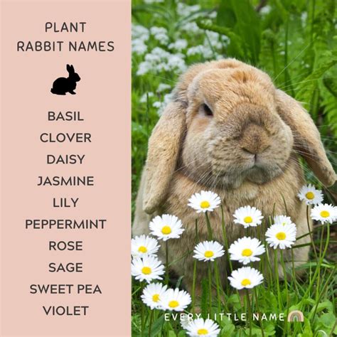 230+ Best Rabbit Names for Your Pet Bunny - Every Little Name