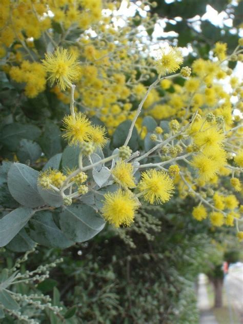 Super 20 Seeds Silver Wattle Acacia Rivalis Beautiful AU Plant