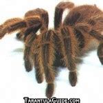 Tarantula Pictures & Photos | Tarantula Guide