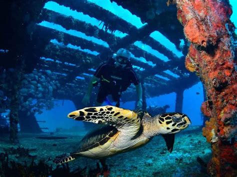 A Complete Guide to Scuba Diving in Cancun | PADI Scuba Total Cancun