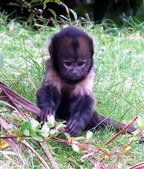 Baby Buffy-Headed Capuchin Monkey, too cute | Chester Zoo ... | Cute baby animals, Baby animals ...