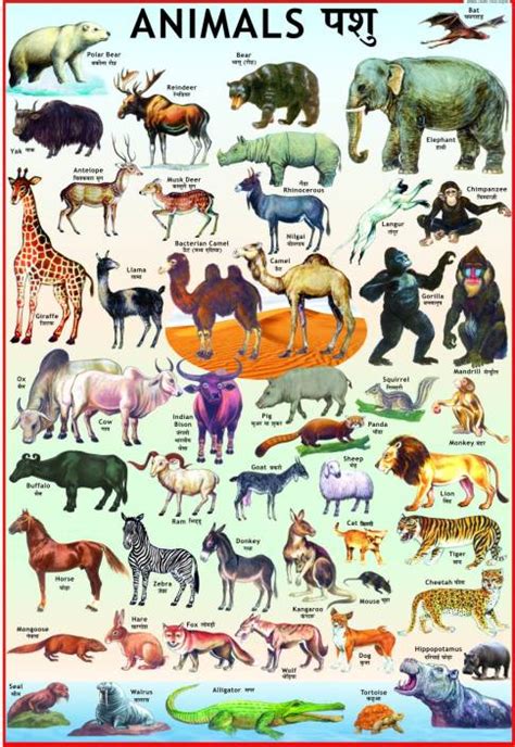 Animals Chart for Children Paper Print - Children posters in India - Buy art, film, design ...