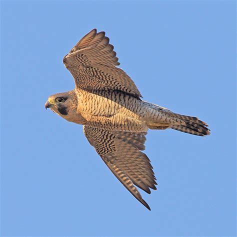 File:Peregrine Falcon La Cañada.jpg - Wikimedia Commons