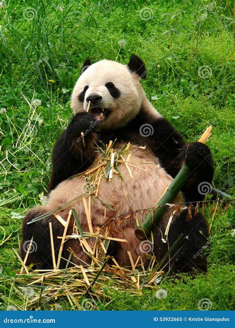 Large Adult Panda Bear Eating Bamboo Stock Photo - Image: 53922665