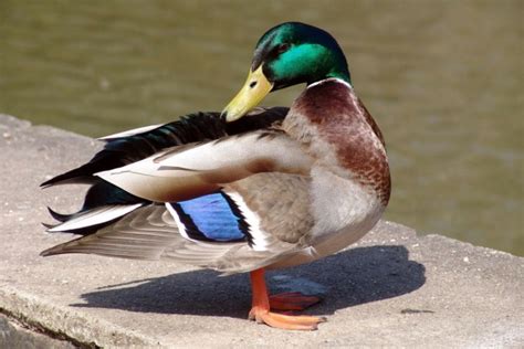 Mallard Duck: Facts, Uses, Origins & Characteristics | Pet Keen