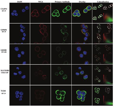 Cell-surface expression of marker proteins in human CRC tumor cell... | Download Scientific Diagram