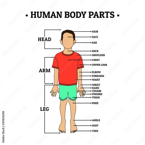 Human Body Parts including HEAD, ARM, LEG, hair, face, ear, neck ...