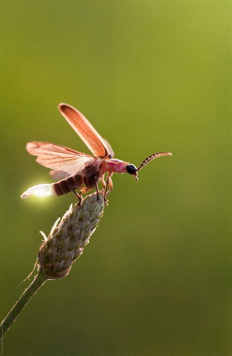 "Firefly Macro Showing Its Glow Light As It Takes Off In Flight" by Stocksy Contributor "Brandon ...