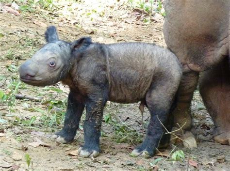 Sumatran Rhino Facts, Habitat, Diet, Life Cycle, Baby, Pictures