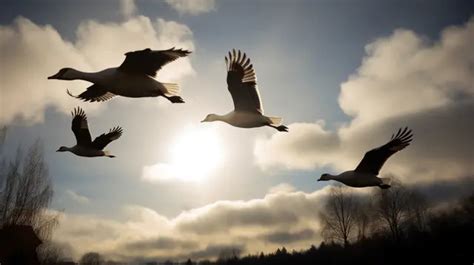 Flying Geese PNG Transparent, A Group Of Flying Geese Png Elements ...