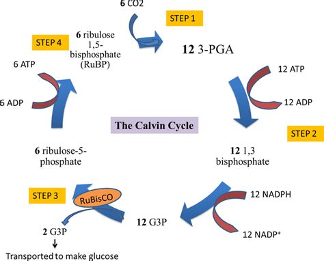 The Calvin cycle catalysed by Ribulose-1, 5-biphosphate... | Download ...