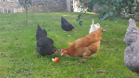 Hybrid For Sale | Chickens | Breed Information | Omlet