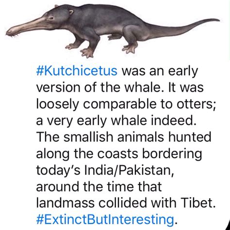 #Kutchicetus #ExtinctButInteresting Today India, Sea Dweller, Extinct Animals, Prehistoric ...