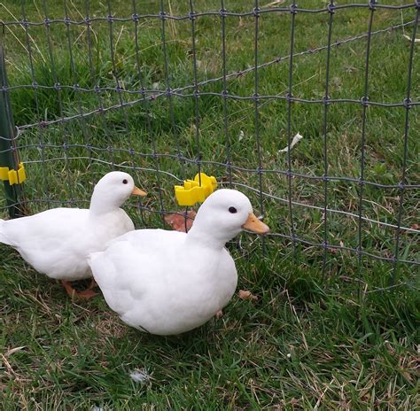 White Call Ducks — Duck Creek Farm Duck And Ducklings, Cute Ducklings, Backyard Ducks, Ponds ...