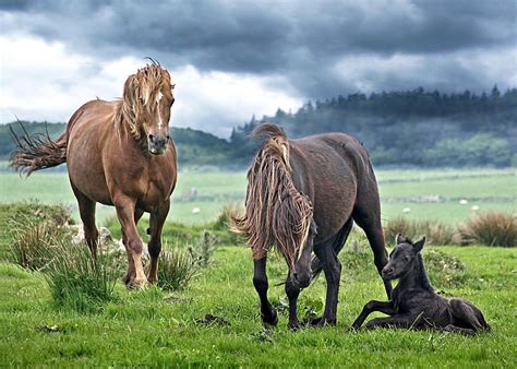 Dartmoor Ponies Photograph by Gill Billington - Fine Art America