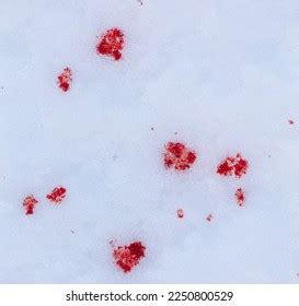 Red Blood On White Snow Background Stock Photo 2250800529 | Shutterstock