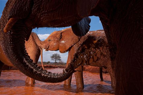 100 years of elephants: See how Nat Geo has photographed these iconic ...