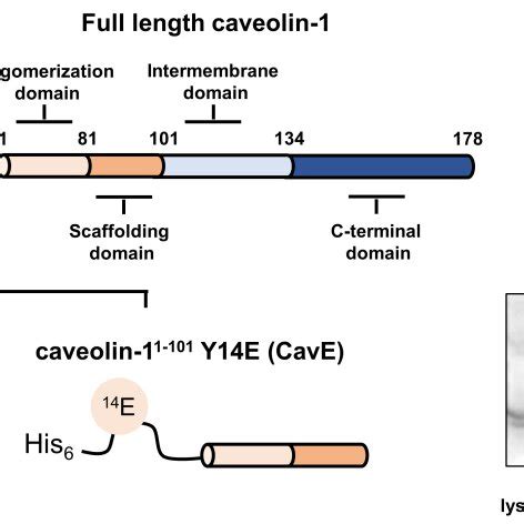 Schematic representation of domain organization of caveolin-1 and... | Download Scientific Diagram