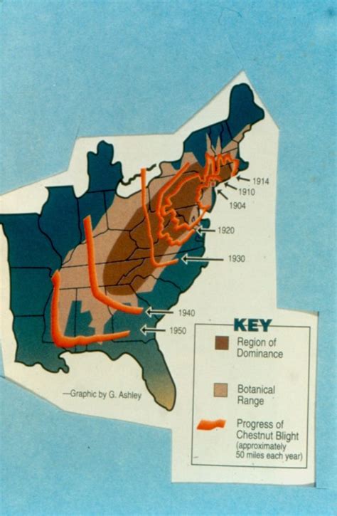 Chestnut Blight: An American Tragedy | Forest Pathology