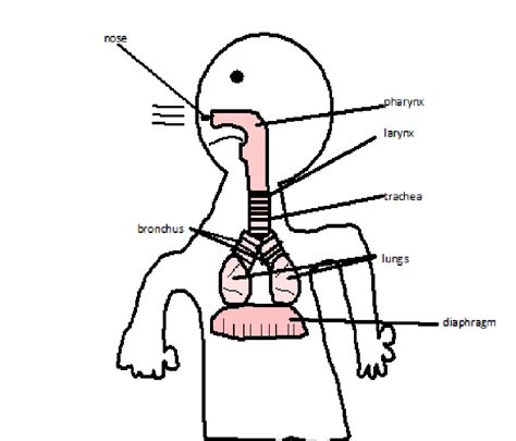 Cardiovascular System Drawing at GetDrawings | Free download