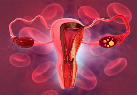 The Role of Ovulation in Female Reproduction - You are Mom