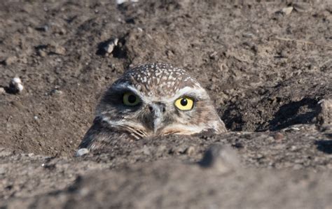 Building Homes for Burrowing Owls