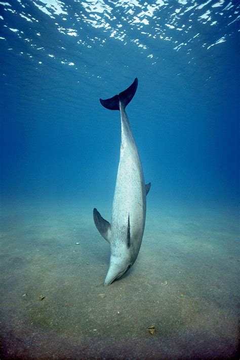 Bottlenose Dolphin Feeding Photograph by Jeff Rotman - Pixels