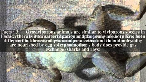 Ovoviviparity Top # 7 Facts - YouTube