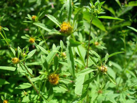 Threelobe Beggarticks (Bidens tripartita) and Leafy Beggarticks (B. frondosa)