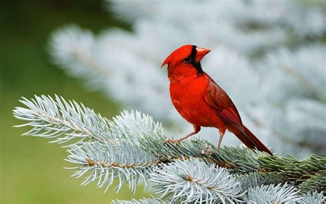 Cardinal Bird Wallpapers - Top Free Cardinal Bird Backgrounds - WallpaperAccess