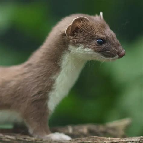 Ermine - Facts, Diet, Habitat & Pictures on Animalia.bio