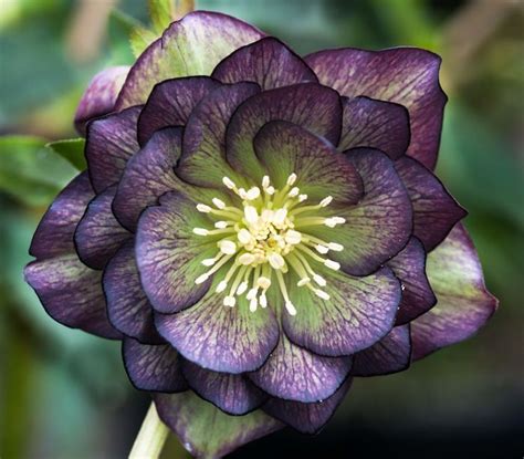 Hellebores are winter wonders | Bonsai flower, Rare flowers, Beautiful ...