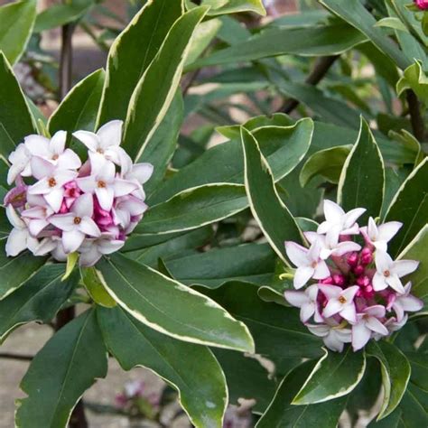 Daphne odora 'Aureomarginata' | Winter Daphne | Kings Garden Center