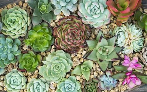 Succulent Xerophytes Examples - Best Succulent Ideas