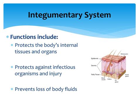 PPT - Integumentary System PowerPoint Presentation, free download - ID ...