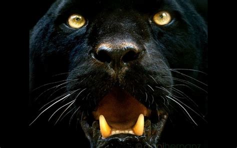 Black Panther Animal Wallpapers - Top Free Black Panther Animal Backgrounds - WallpaperAccess