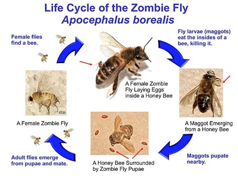 Plight of the honeybees: Scientists hunt deadly parasite that turns insects into 'zombees ...