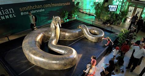 The Largest Snake That Ever Existed – Geology In