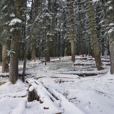 Snowshoe to the Mt. Spokane Summit, Mt. Spokane Trail